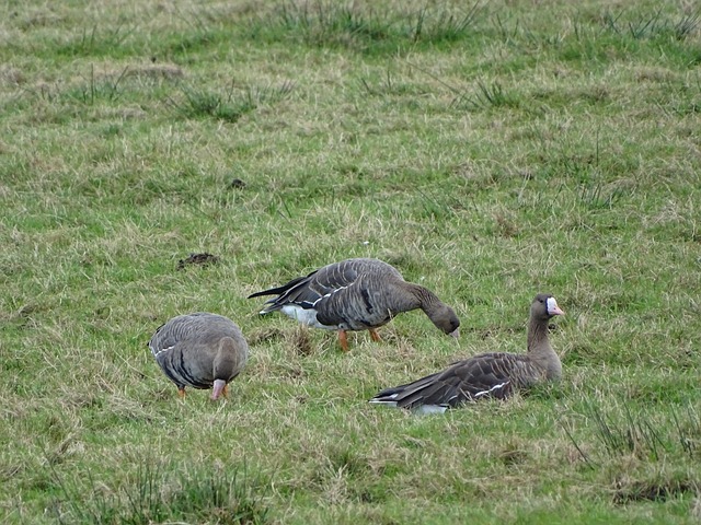 无论是男子 无论是男子